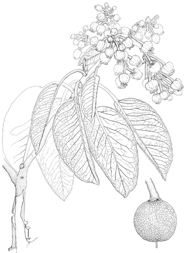 Arbutus andrachne